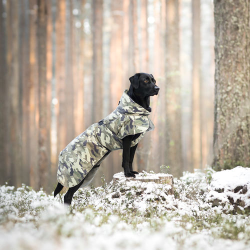 Customer photo review of Visibility Winter Jacket Camo for Dogs