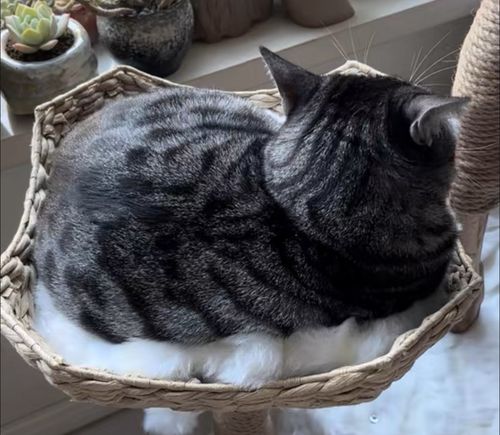 Customer photo review of Michu Selected Real Wood Cat Tree, Large