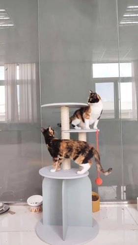 Customer photo review of Michu Vigour Party Cat Tree, Modern Lifestyle Cat Furniture, 105cm Height