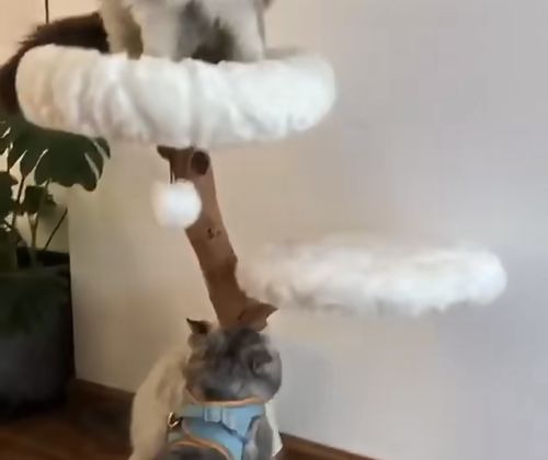 Customer photo review of Michu Selected Real Wood Cat Tree, Large