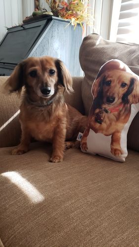 Customer photo review of Create A Custom Dog Pillow