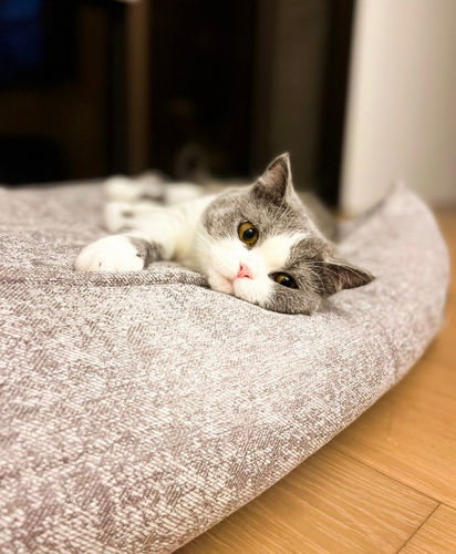 Customer photo review of Alpha CALLA 懶骨頭沙發寵物睡床 - 灰色 ( M / L )