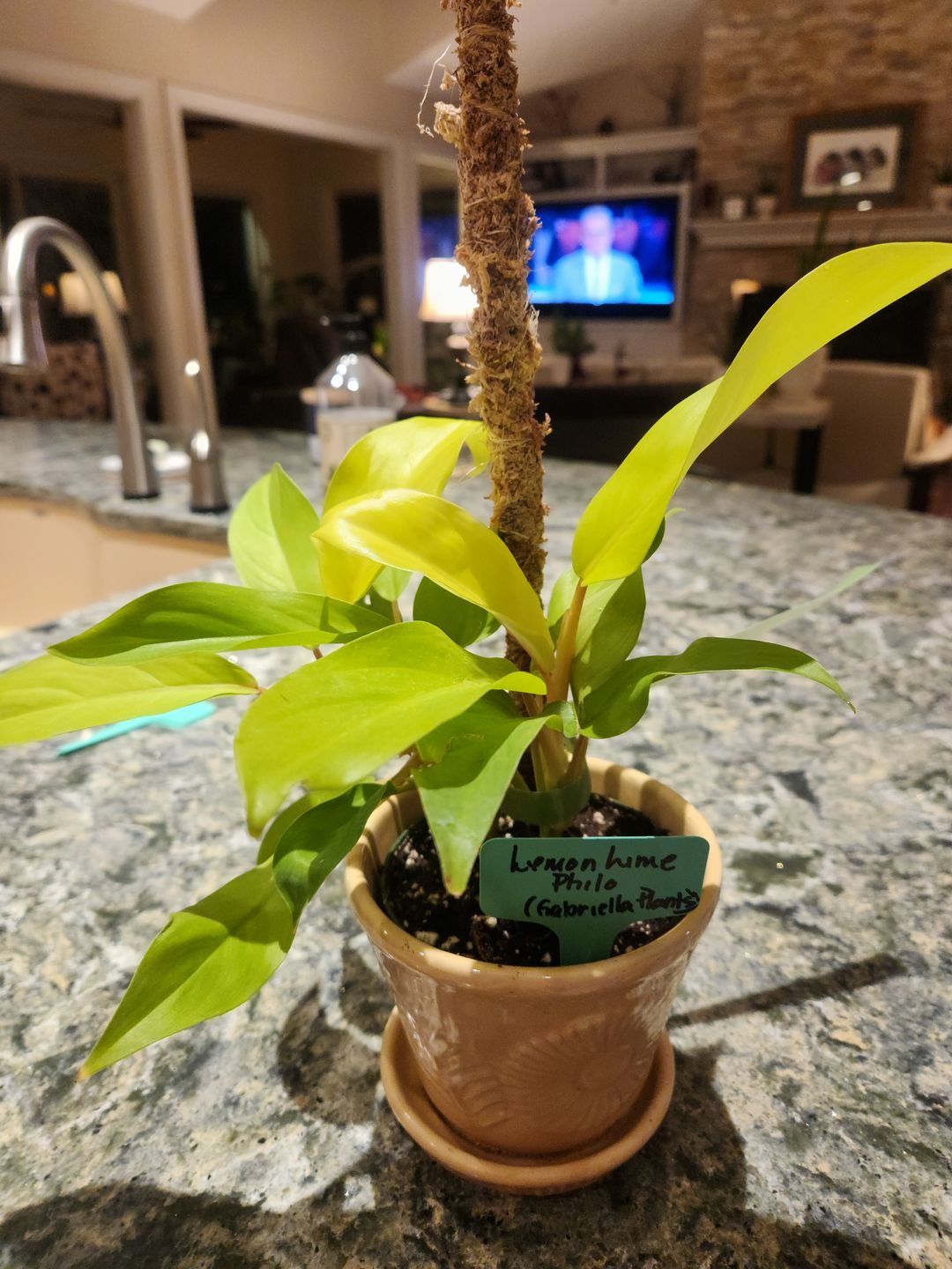 Customer photo review of 4" Philodendron 'Lemon Lime' Upright Vining