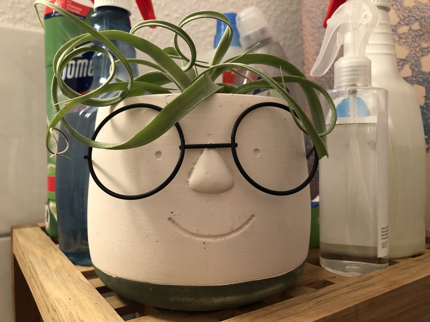 Customer photo review of Tillandsia "Curly Slim" - intermedia x streptohphylla