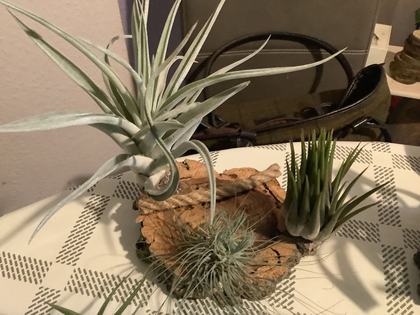 Customer photo review of Tillandsia harrisii