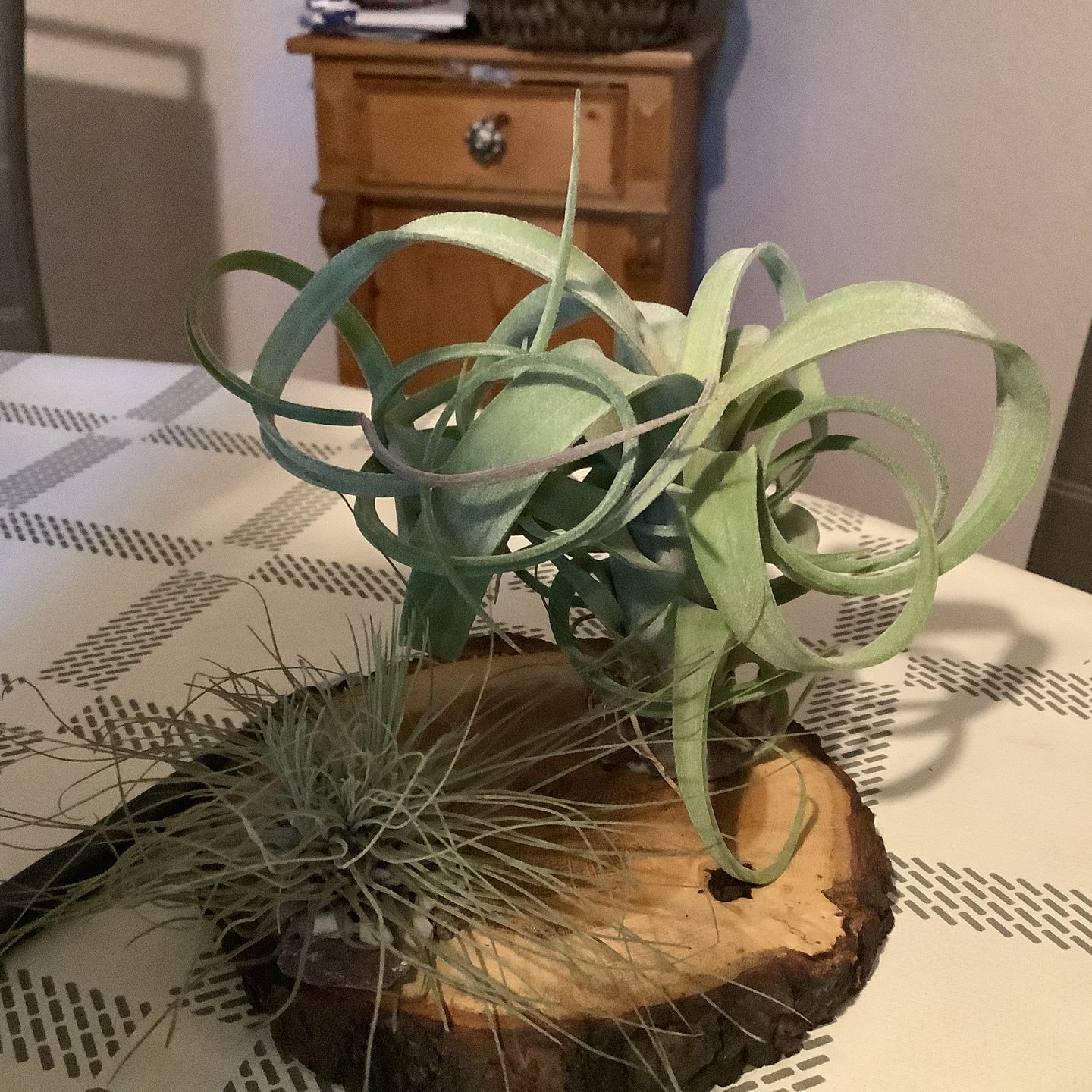 Customer photo review of Tillandsia "Curly Slim" - intermedia x streptohphylla