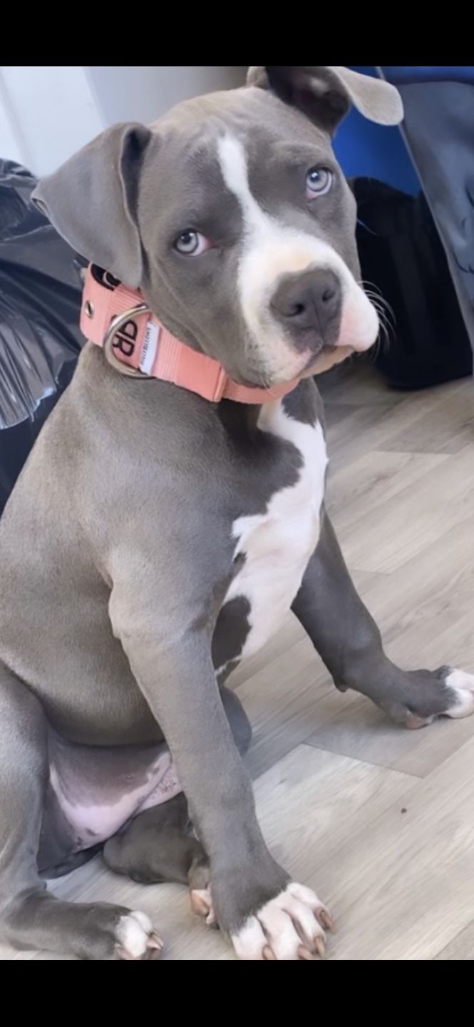 Customer photo review of 5cm Nylon Dog Collar - Pink v2.0