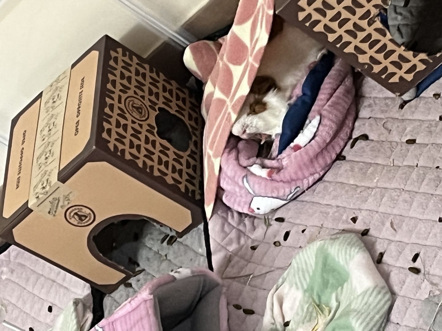 Customer photo review of Offbeat Piggy Play Package - Guinea Pig Toy - Soft and Cuddly