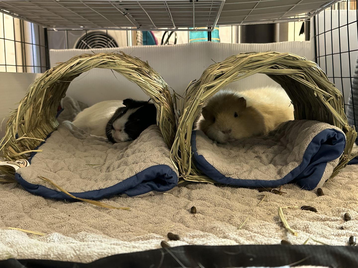 Customer photo review of GuineaDad Liner - Guinea Pig Fleece Liner No Pocket