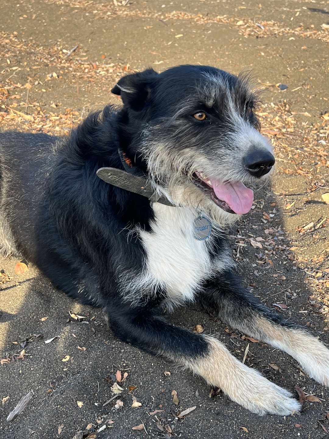 Customer photo review of Collar Lassie Gris/Gris B7
