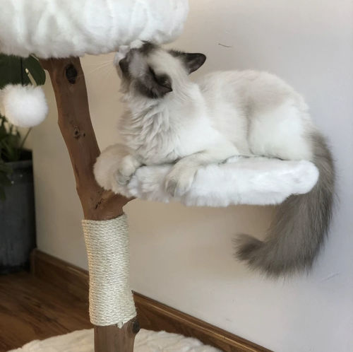 Customer photo review of Michu Selected Real Wood Cat Tree, Small