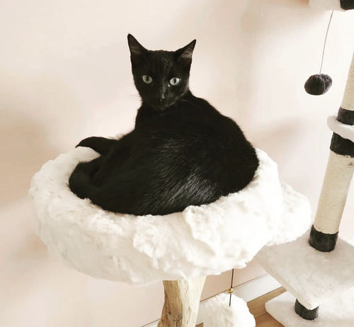 Customer photo review of Michu Selected Real Wood Cat Tree, Small
