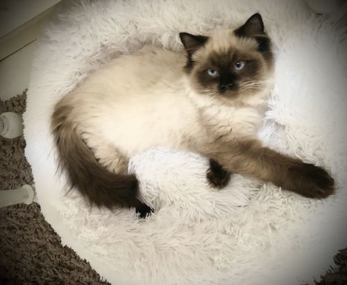 Customer photo review of Puppery Hundebett Wolke 7 - Das Original