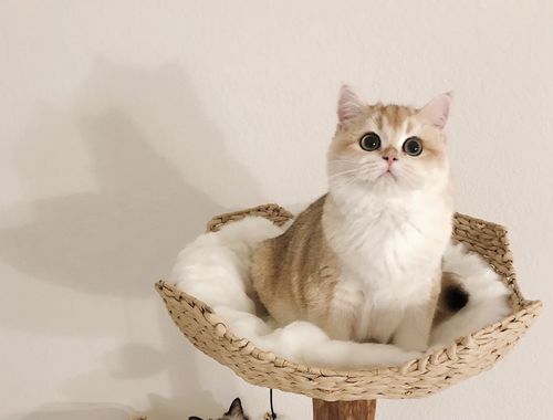 Customer photo review of Michu Selected Real Wood Cat Tree, Medium