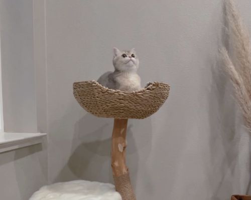 Customer photo review of Michu Selected Real Wood Cat Tree, Medium