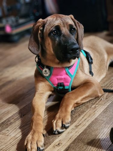 Customer photo review of Evergreen