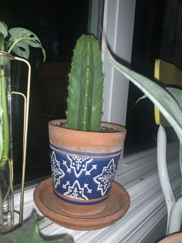 Customer photo review of San Pedro Cactus | Echinopsis pachanoi
