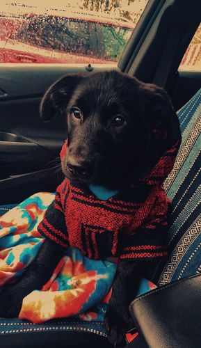 Customer photo review of Playa Poncho