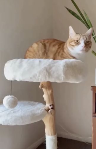 Customer photo review of Michu Selected Real Wood Cat Tree, Small