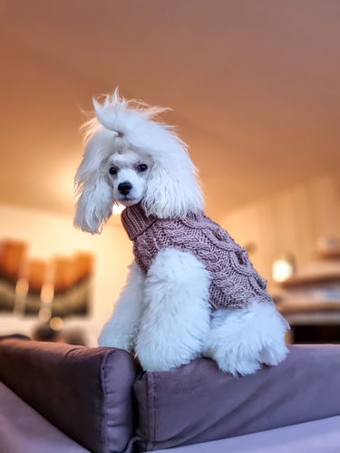 Customer photo review of Handmade Knit Sweater Taupe for Dogs