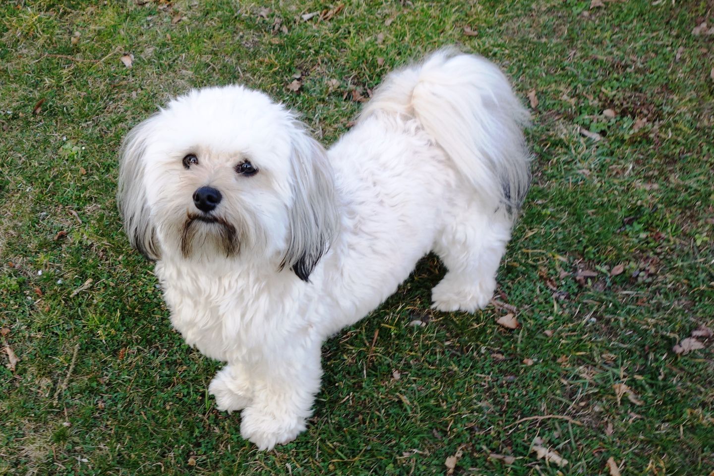 Customer photo review of Gelenkmix für Hunde mit Teufelskralle, Kurkuma & Glucosamin (150g)
