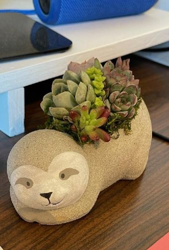 Customer photo review of The Sleepy Sloth | Succulent Gift