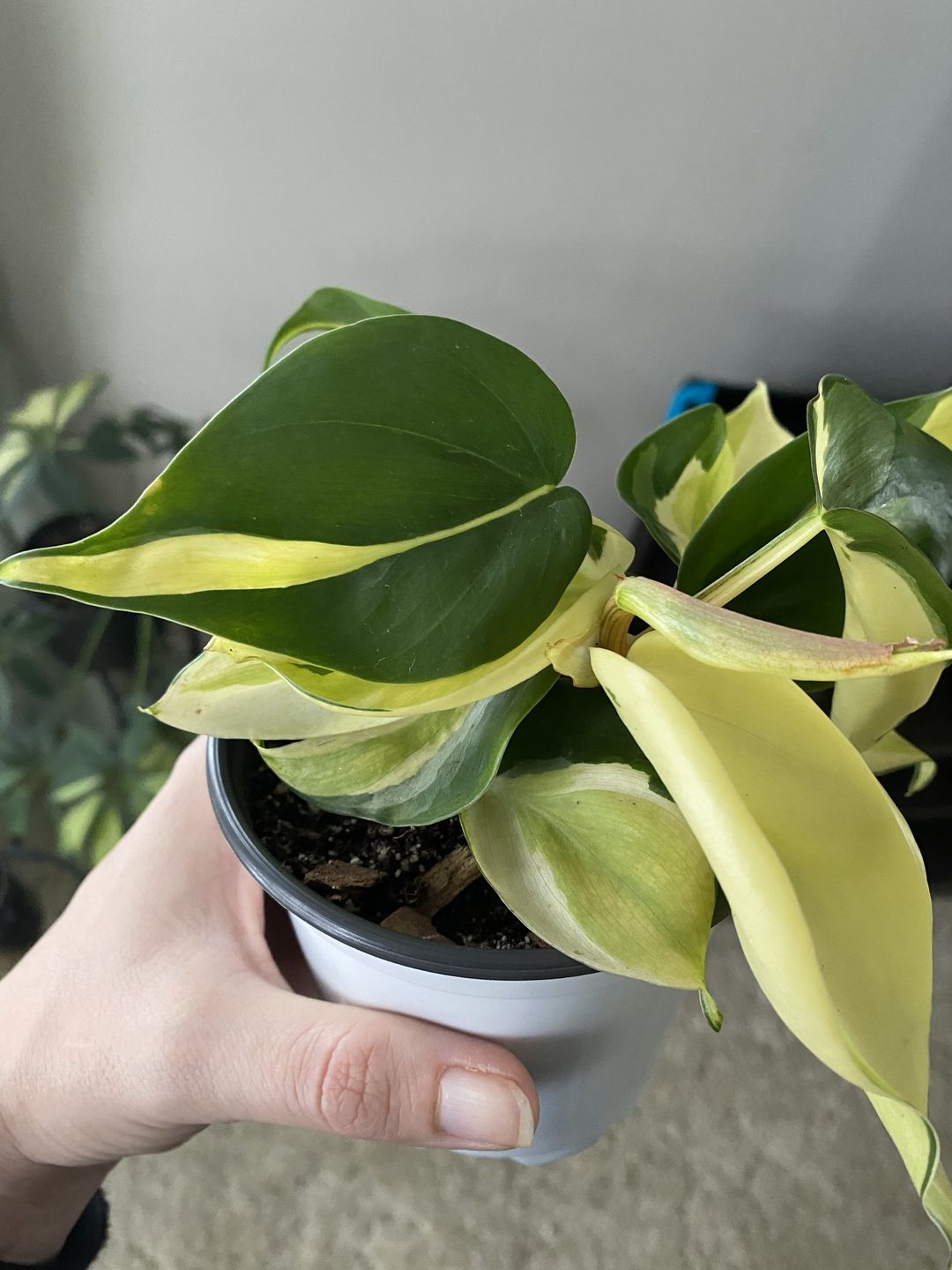 Customer photo review of 3" Philodendron hederaceum 'Gabby' - single stem - PRE ORDER