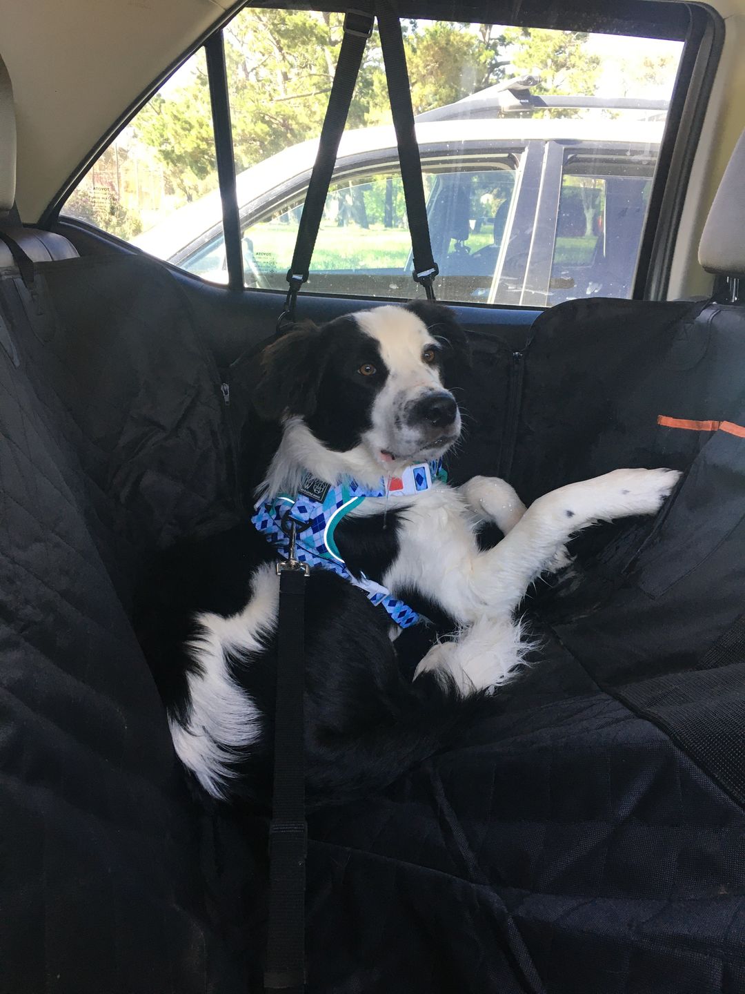 Customer photo review of Waterproof Pet Car Seat Cover With Mesh Window + Free Buckle Leash