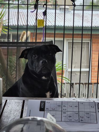 Customer photo review of Hemp Seed Oil for Dogs (200ml)