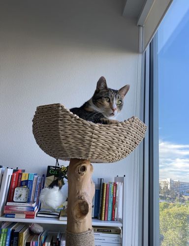 Customer photo review of Michu Selected Real Wood Cat Tree, Medium