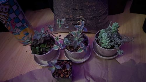 Customer photo review of Three Set | Harmony Planter Set