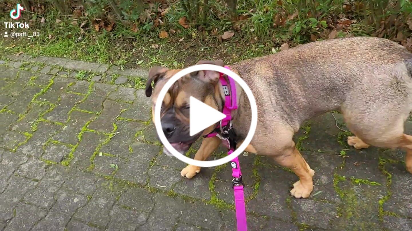 Customer video review of 1.4m Swivel Combat Lead | Neoprene Lined, Secure Rated Clip with Soft Handle - Magentas
