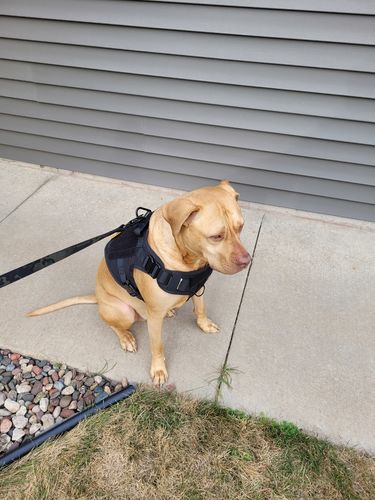 Customer photo review of 10-In-1 Tactical K9 Harness System - Full Set Dog Harness Bundle (Includes: Tactical No-Pull Dog Harness + Bungee Leash + Collar + MOLLE Pouches + First Aid Kit + 12 Hook & Loop Patches + Dog Goggles + Safety Belt + Travel Water Bowl + Dog Waste Bags)