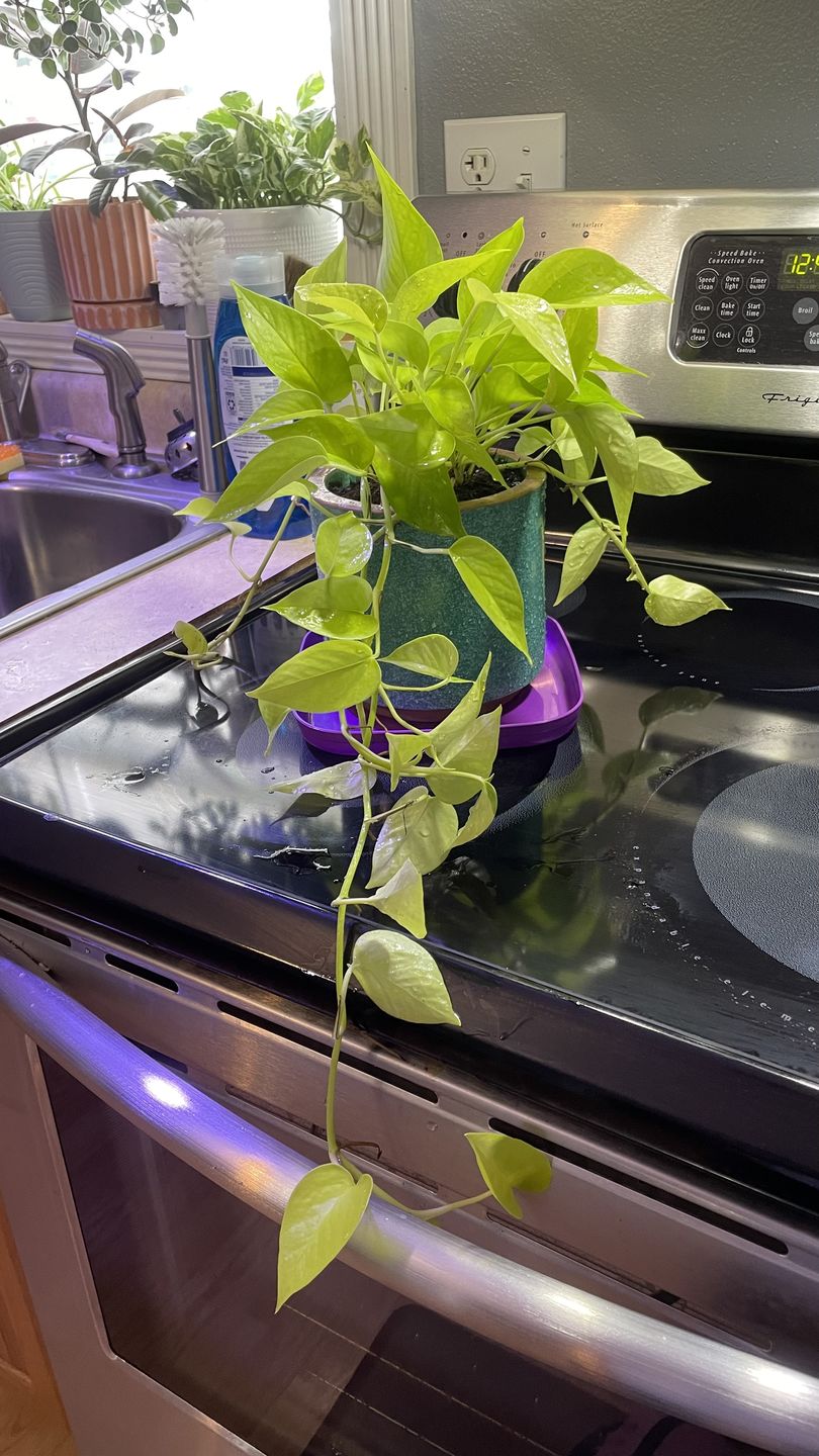 Customer photo review of 4" Pothos Epipremnum aureum 'Neon'