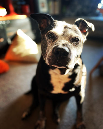 Customer photo review of Hip & Joints Organic Coconut CBD Oil