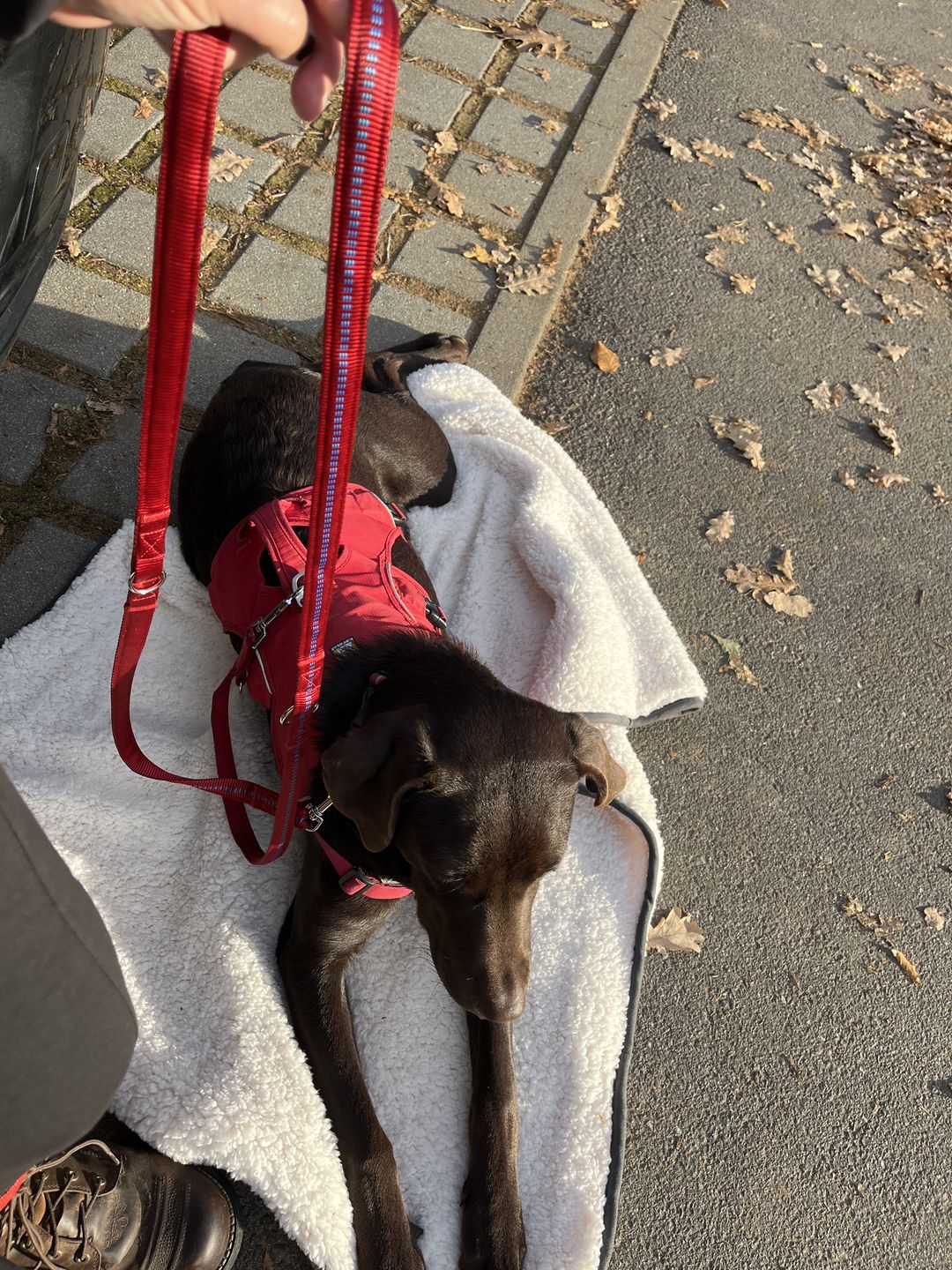Customer photo review of PREMIUM Hundeleine gepolstert 2 & 3 Meter verstellbar | Kennfäden