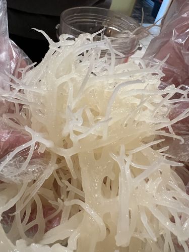 Customer photo review of Wholesale Sea Moss