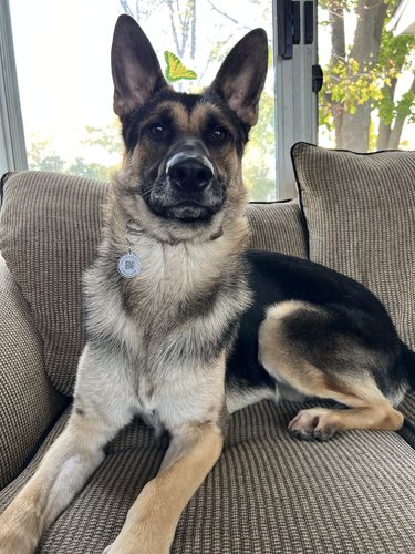 Customer photo review of Just Paws