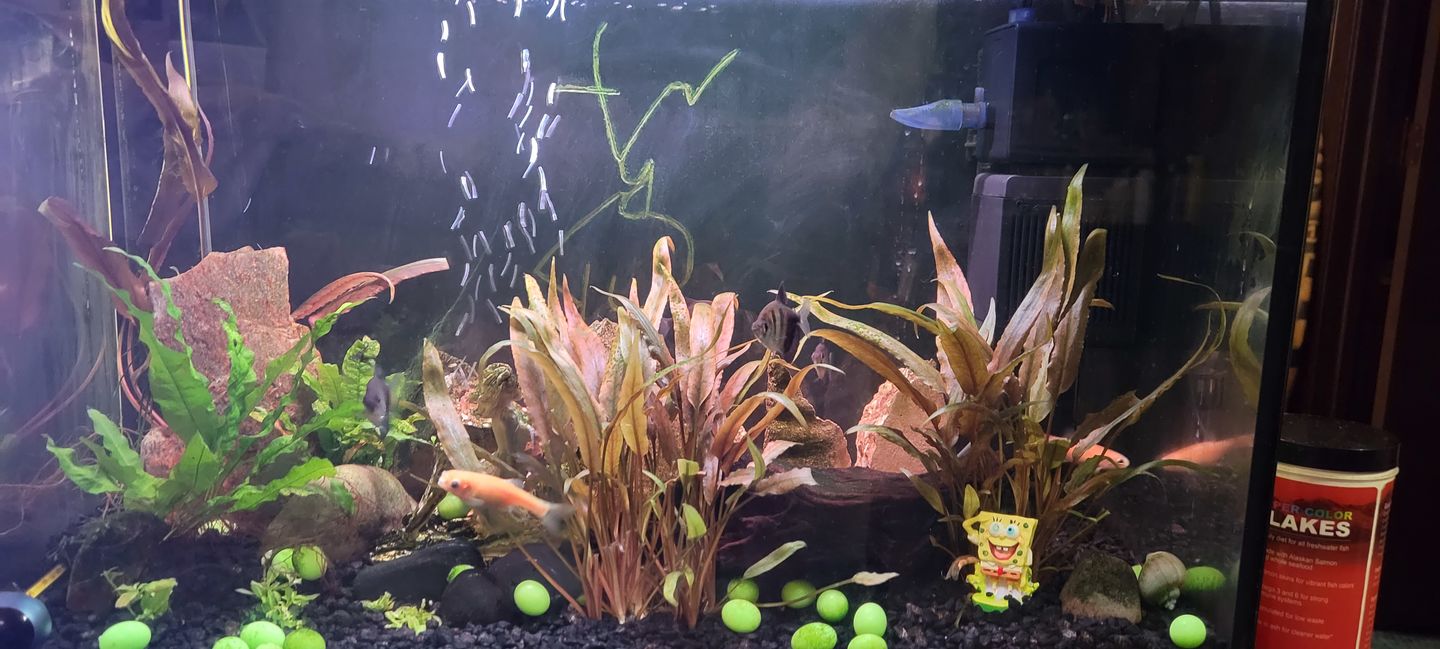 Customer photo review of Shark PRO