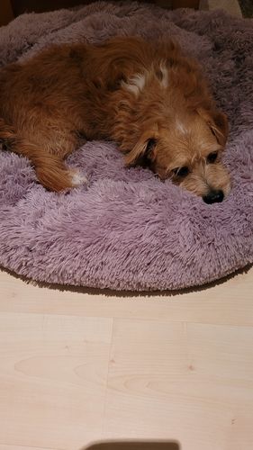 Customer photo review of Puppery Hundebett Wolke 7 - Das Original