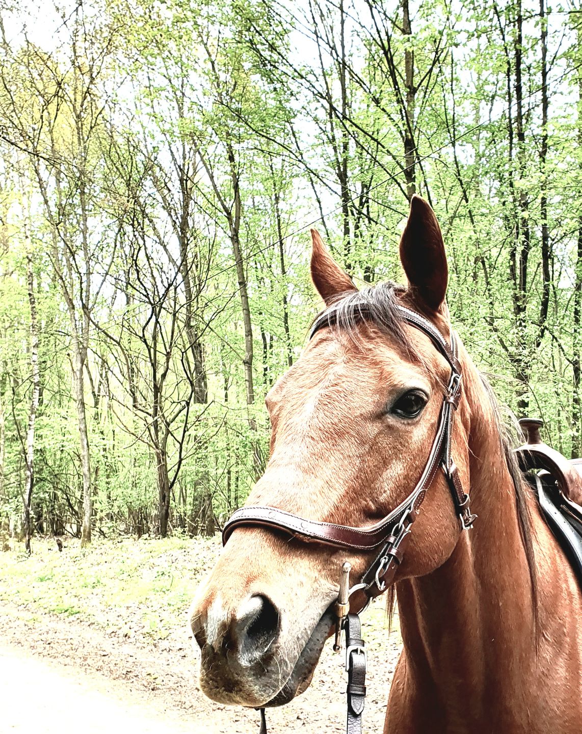 Customer photo review of Kristallkraft Brave Horse
