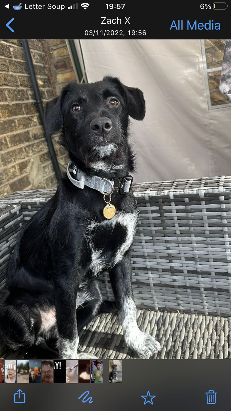 Customer photo review of 2.5cm Combat® Collar | With Handle & Rated Clip - Metal Grey v2.0