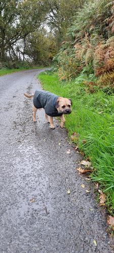 Customer photo review of Cosipet Hunter Wax Dog Coat