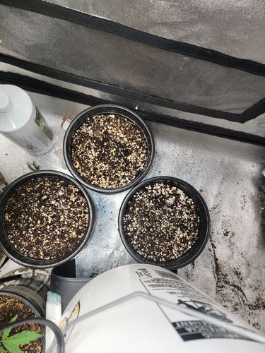 Customer photo review of Gaia Green Organic All Purpose Fertilizer 4-4-4