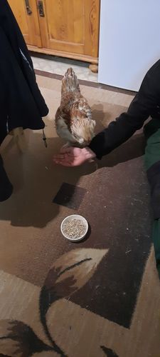 Customer photo review of BlackTasty™ Getrocknete Soldatenfliegenlarven - KOSTENLOSE WARENPROBE