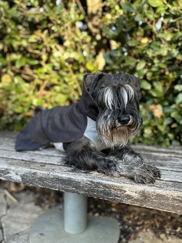 Customer photo review of Recovery Winter Shirt Grey for Dogs