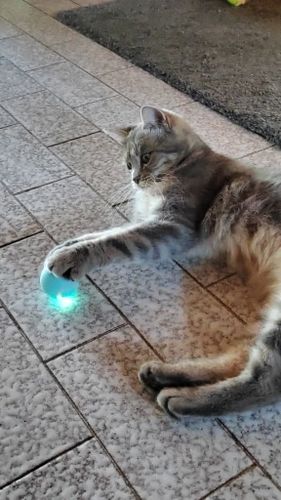 Customer photo review of SmartyCat Ball