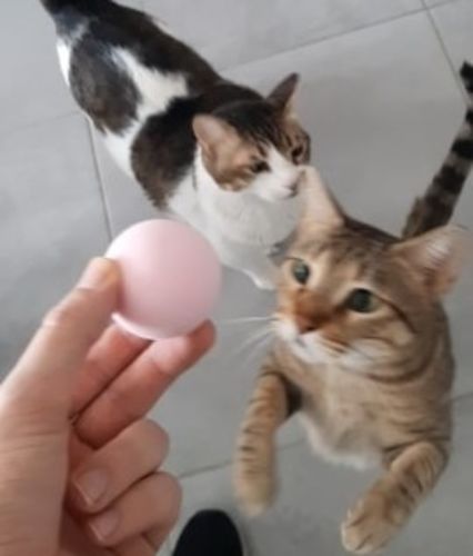 Customer photo review of SmartyCat Ball