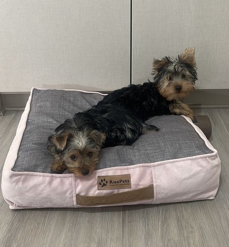 Customer photo review of Cama Para Perro Modelo Origen Kuapets Azul Jeans - Negro