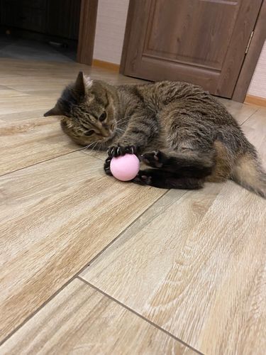 Customer photo review of SmartyCat Ball